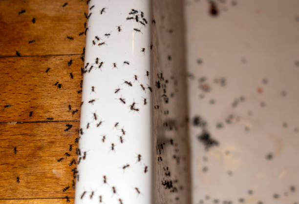 Best Pest Control Cost  in Jean Fitte, LA