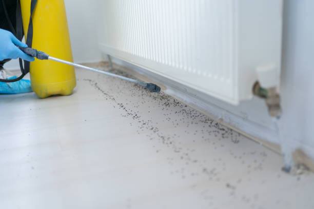Best Affordable Pest Control Services  in Jean Fitte, LA