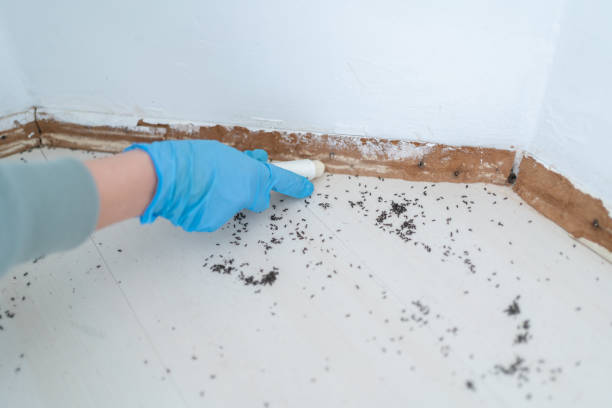 Best Affordable Pest Control Services  in Jean Fitte, LA
